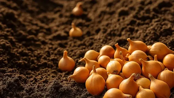 Почему лук, посаженный под зиму, всегда вкуснее: об этом не знают даже опытные огородники