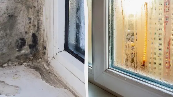 Когда нужно открывать окна, чтобы не было плесени и конденсата: названо точное время