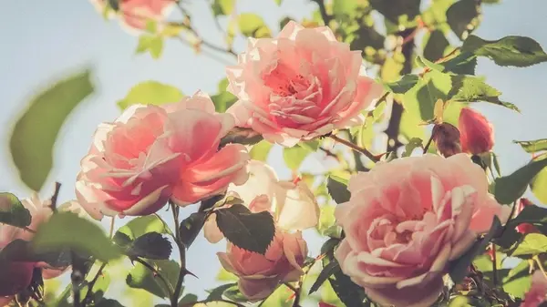 Как размножить розы без затрат: простой пошаговый метод, работающий всегда