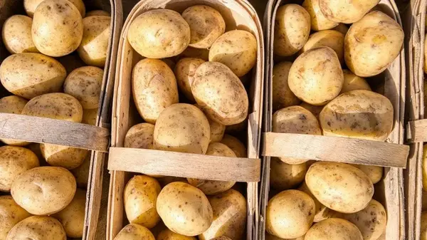 Как сохранить овощи до лета без погреба: советы экспертов