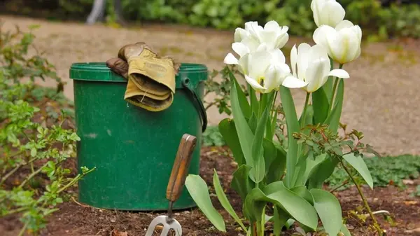 Как правильно высаживать тюльпаны в октябре, чтобы весной цвели очень обильно