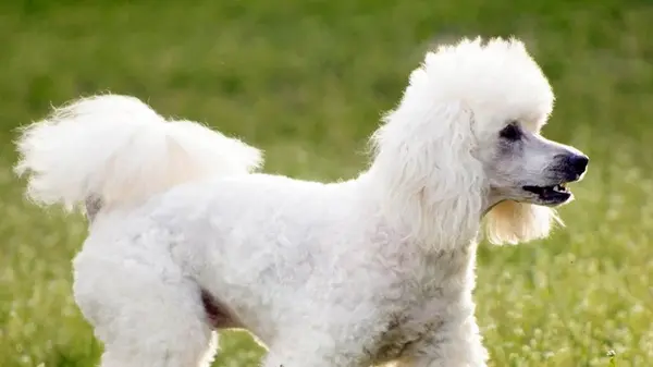 Собаки, с которыми никогда не будет скучно: эксперты назвали 7 самых игривых пород