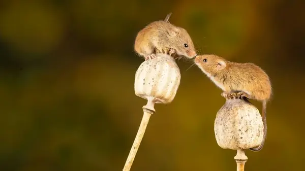 Как избавиться от крыс без химии: 6 натуральных способов, которые действительно работают