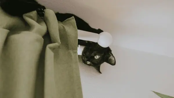 Что делать, если кошка дерет шторы, лазит по ним: когда уже ничего не помогает, попробуйте эти методы