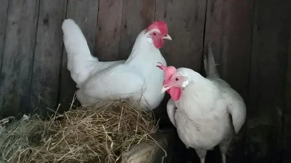 Куры снова начнут активно нестись, если добавить к зерну несколько продуктов: простой рецепт для осени