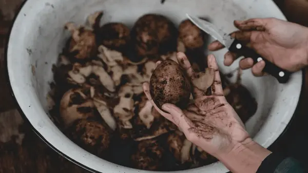 Не спешите выбрасывать картофельную кожуру осенью: превратите отходы в удобрение для огорода