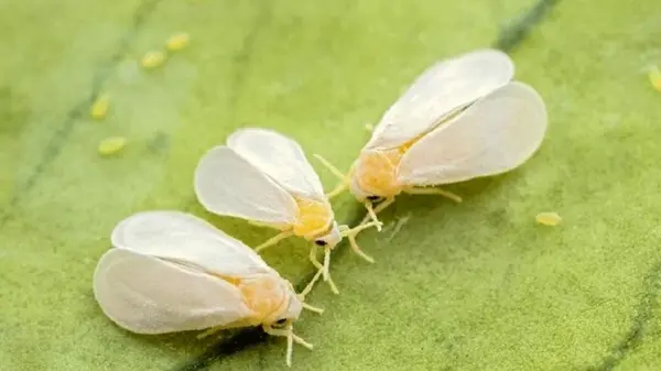 Как избавиться от белокрылки навсегда: что нужно сделать обязательно осенью