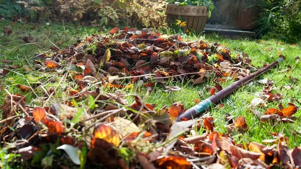 Секрет опытных дачников: как из опавших листьев сделать удобрение за 2 месяца