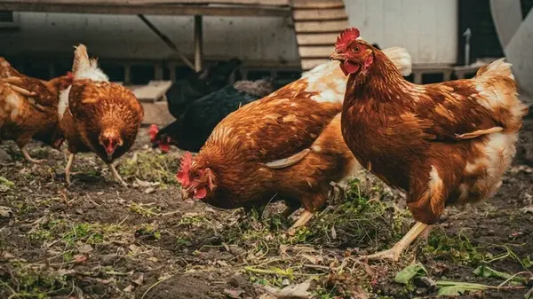 Если куры перестали нестись: сделайте вот это — и яиц некуда будет девать