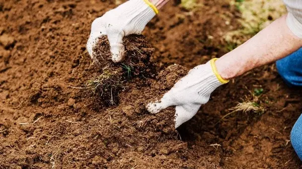 Как сделать тяжелую глинистую почву рыхлой и плодородной: действенные советы, проверенные временем