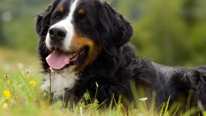 Можно ли собакам давать макароны: ветеринары предостерегли от распространенных ошибок