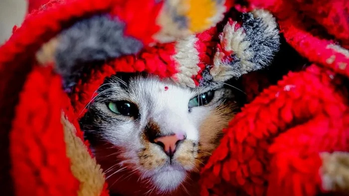 Мерзнут ли коты и при какой температуре