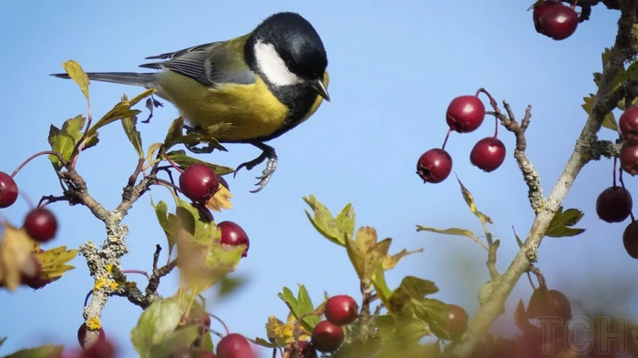 Плоды боярышника: их польза для сердечно-сосудистой системы