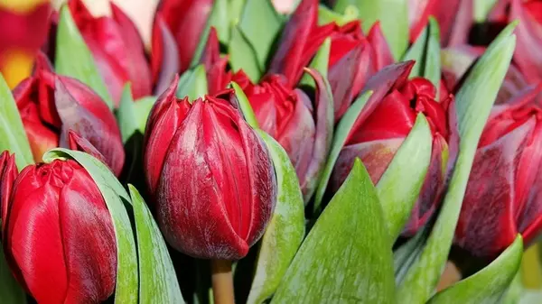 Когда лучше всего сажать тюльпаны осенью — не упустите это время