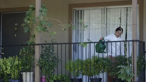 10 фруктовых деревьев, которые прекрасно растут в горшках и дают урожай даже на балконе