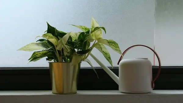 Никаких мушек и без выбрасывания земли: откройте четыре эффективных способа