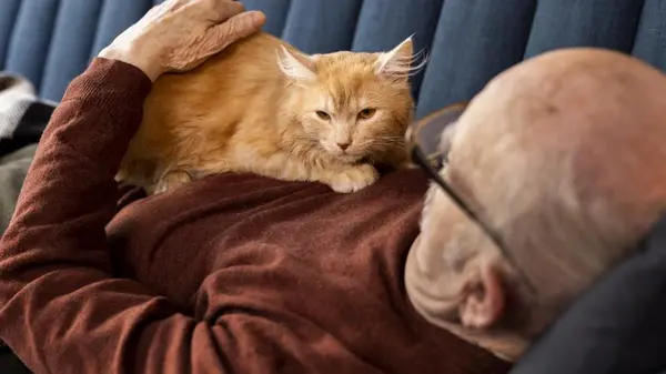 Почему кошка спит только на вас: причина трогательнее, чем вы думаете