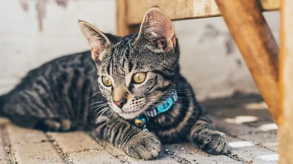 Нужно ли кошкам носить ошейник: ветеринары объяснили все за и против