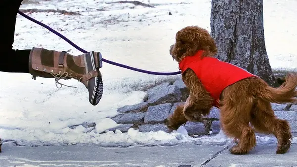 Нужна ли собакам зимняя одежда: ветеринары дали ответ