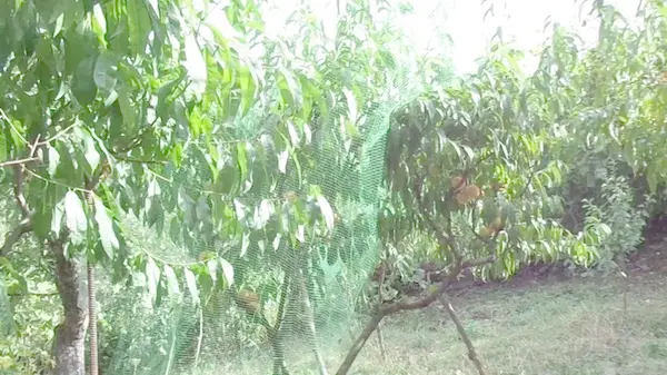 Как защитить персиковые деревья от морозов и чем утеплить: действенные советы, проверенные временем