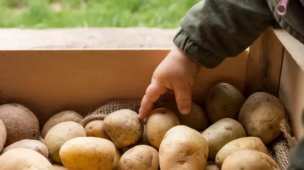 Никогда не садите и не покупайте эти сорта картофеля: они плохо родят, невкусные и водянистые