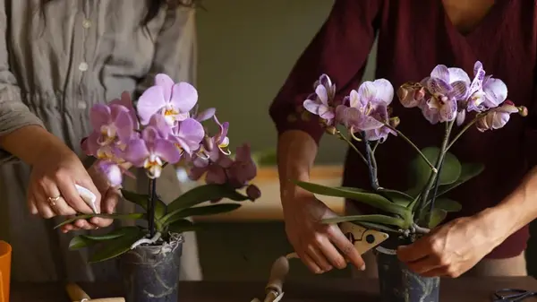 Орхидея может сгнить: как распознать и вылечить чёрную гниль