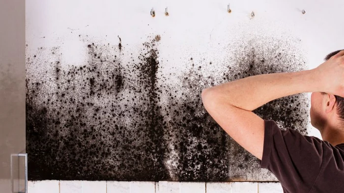 Как навсегда остановить рост плесени дома: эксперты рассказали о дешевом натуральном средстве