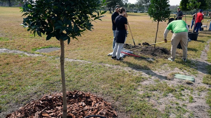 Семь фруктовых деревьев и кустов, которые стоит высадить уже в ноябре