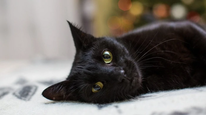 Действительно ли кошка может ощущать болезнь своего хозяина: неожиданный ответ ученых