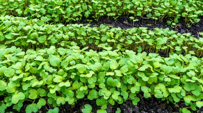 Что делать с сидератами осенью, когда они выросли: проверенные советы