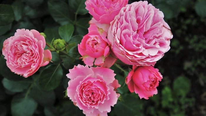 Не обрезайте розы слишком коротко: одна ошибка – и цветы не переживут зиму