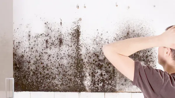 Как навсегда остановить рост плесени дома: эксперты рассказали о дешевом натуральном средстве