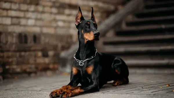 Самые умные породы собак в мире: кого эксперты считают настоящими гениями