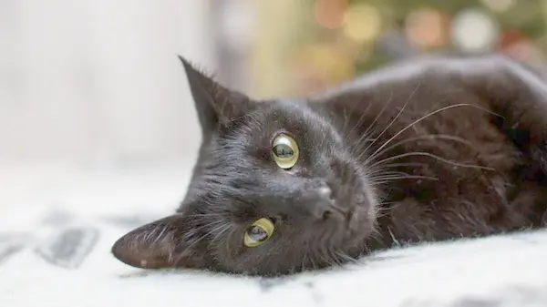 Действительно ли кошка может ощущать болезнь своего хозяина: неожиданный ответ ученых