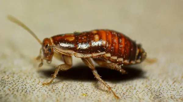 Тараканы исчезают за одну ночь: всего три простых ингредиента в салфетке — и кухня чистая