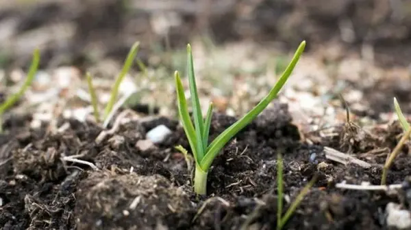 Чеснок пророс осенью: не паникуйте — правильные действия помогут спасти и увеличить урожай