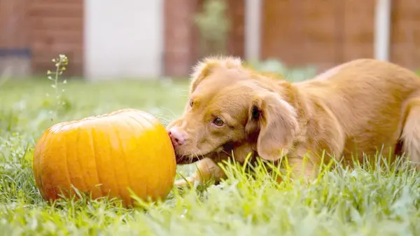 Можно собакам есть тыкву: чем порадовать своего любимца осенью
