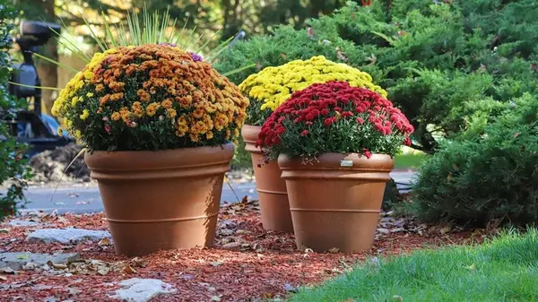 Осенние работы в саду: что обрезать запрещено, чтобы не испортить урожай