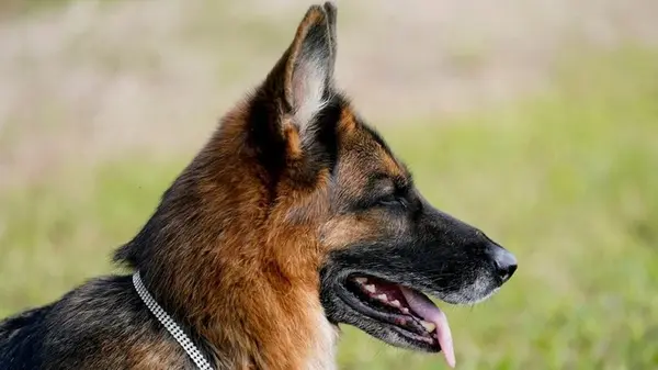 Популярная порода собак, которой ветеринары советуют избегать — причина удивит