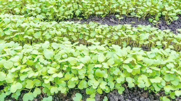 Что делать с сидератами осенью, когда они выросли: проверенные советы