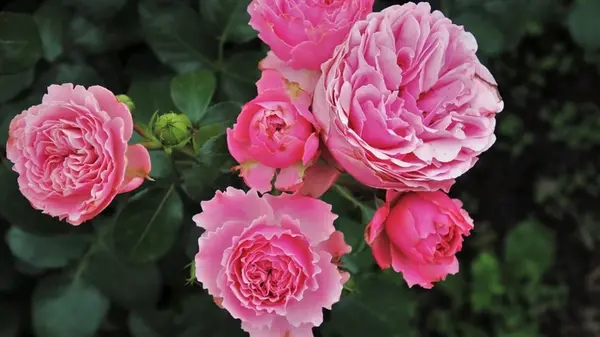 Не обрезайте розы слишком коротко: одна ошибка – и цветы не переживут зиму