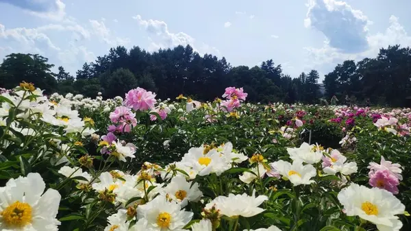 Как ухаживать за пионами осенью: 4 задания, которые нужно выполнить до зимы
