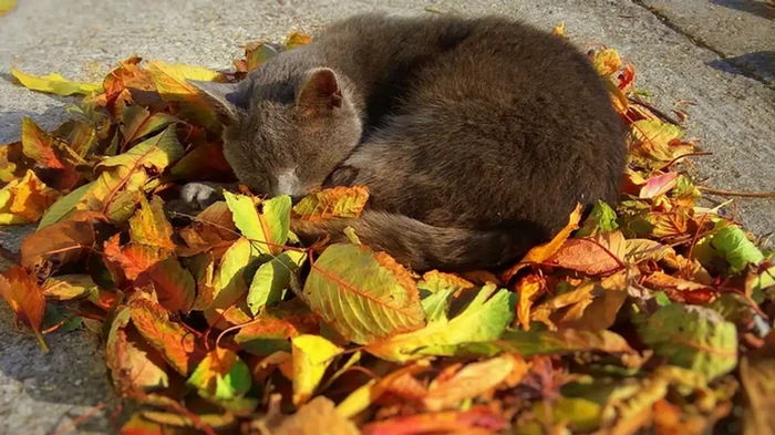 Что лучше — загребать опавшие листья, оставлять на земле или отменить: рекомендации экспертов