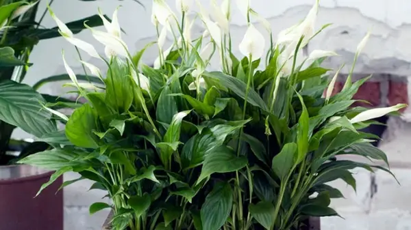 Будет цвести круглый год: лучшие удобрения для спатифиллума