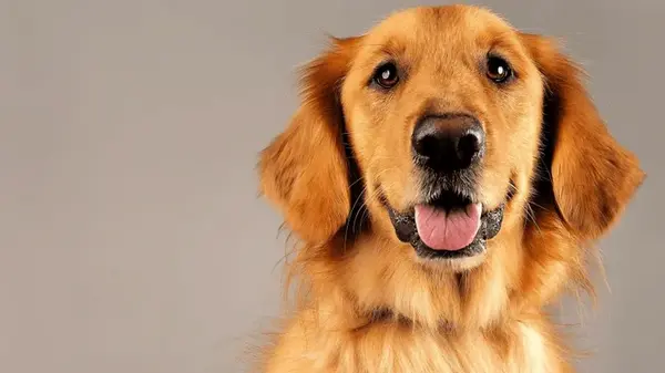 Как витамин С влияет на здоровье вашей собаки: что нужно знать владельцам