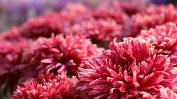 Где ни в коем случае нельзя сажать хризантемы, потому что будут болеть: худшие места