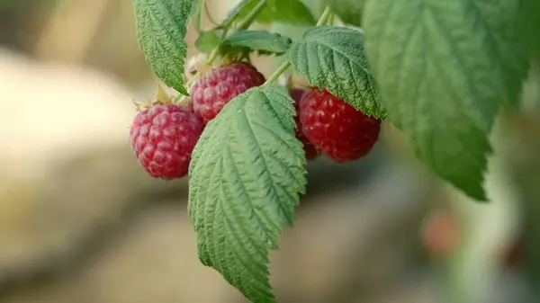 Топ раннеспелых сортов малины на 2026 год: сочные медовые ягоды, которые обязательно захочется вырастить