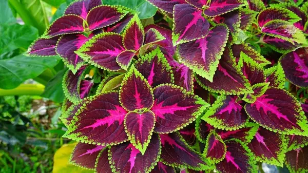 Какому комнатному растению нельзя цвести и почему