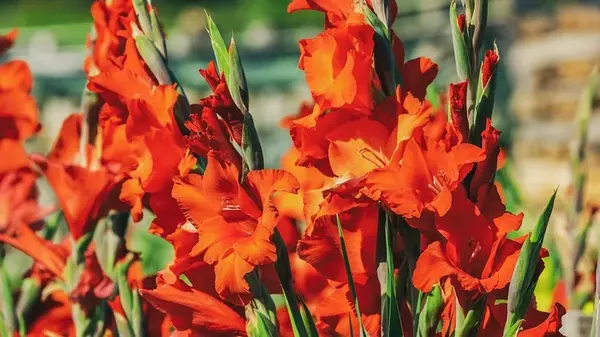 Секреты опытных садоводов: как правильно хранить гладиолусы