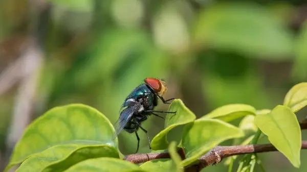 Почему муха цеце убивает всех, кроме зебр: что происходит с человеком после укуса